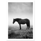 Dark horse standing in profile in a grassy field, with pale mist behind it, photographed in black and white.