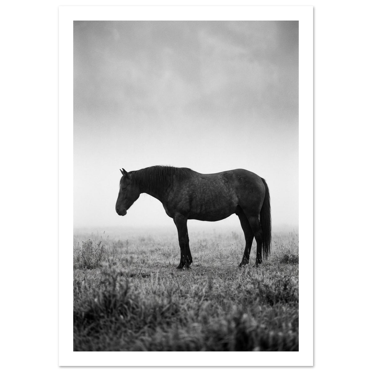 Dark horse standing in profile in a grassy field, with pale mist behind it, photographed in black and white.