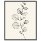 Eucalyptus stem with rounded leaves, fine veins and shaded folds drawn in black and grey on a cream background.