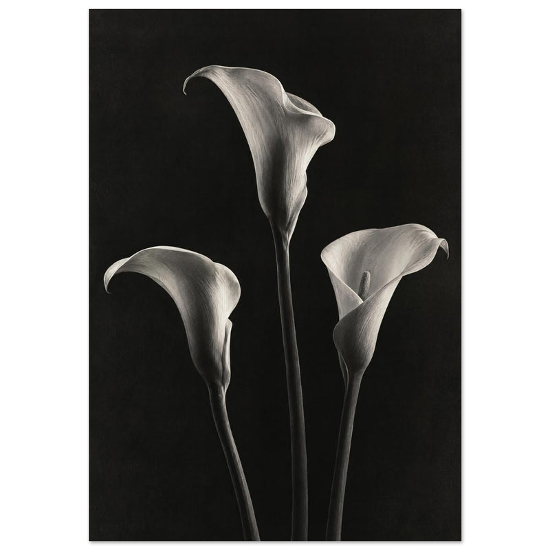 Calla Lily Trio Monochrome Photography Print