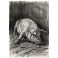 Pig resting on scattered straw, drawn with fine charcoal strokes and deep grey shading against a dark background.