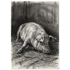 Pig resting on scattered straw, drawn with fine charcoal strokes and deep grey shading against a dark background.