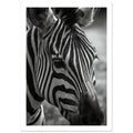 zebra art print for the living room, soft painterly artwork on matte paper