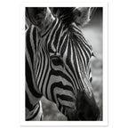 zebra art print for the living room, soft painterly artwork on matte paper