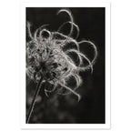 Clematis Black And White Art Print – White Border