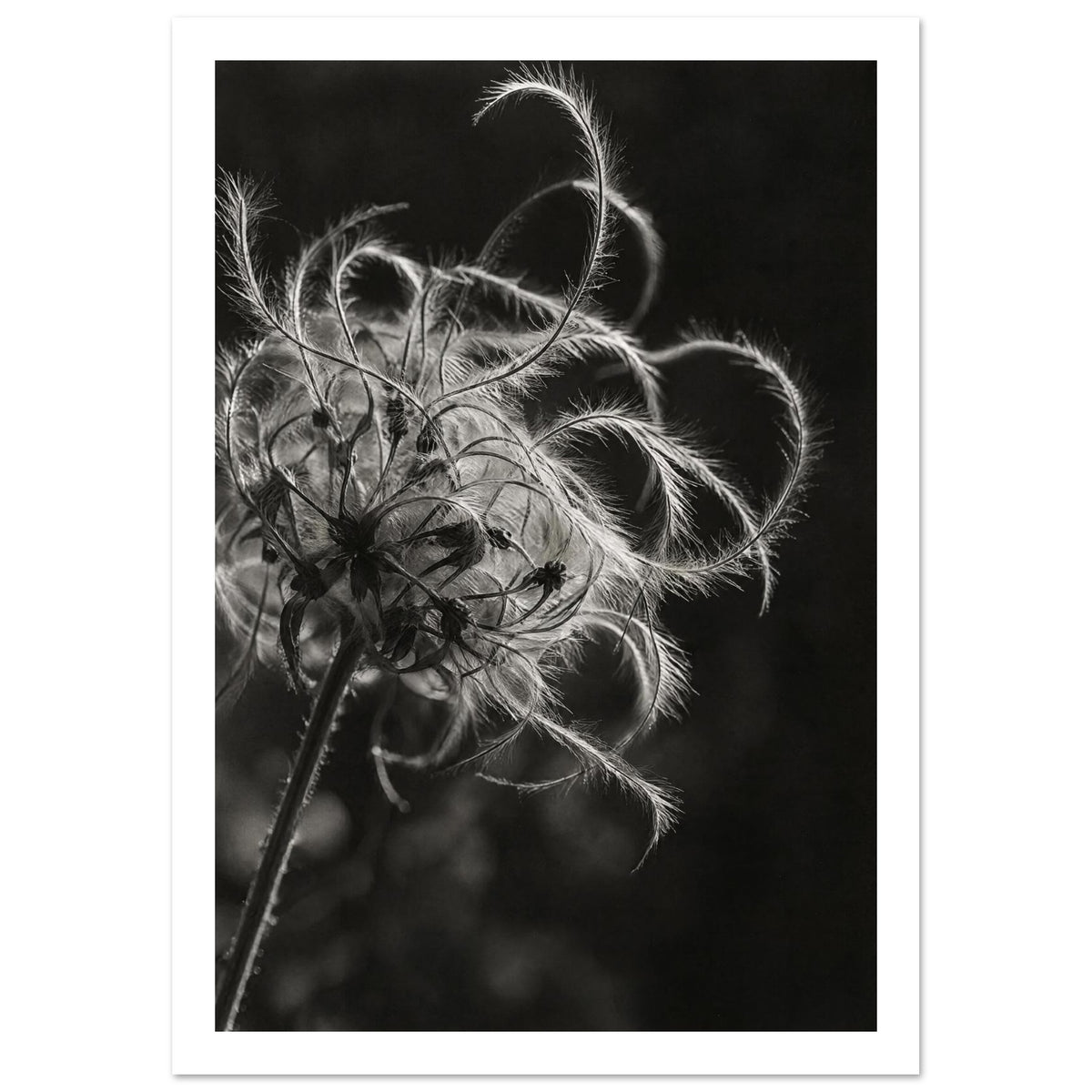 Clematis Black And White Art Print – White Border