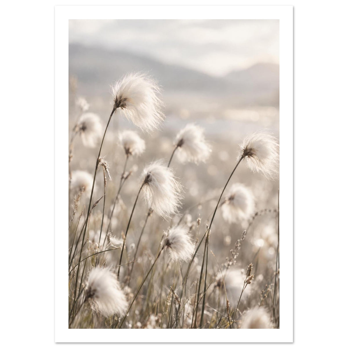 Cotton Grass Neutral Photography Art Print – White Border