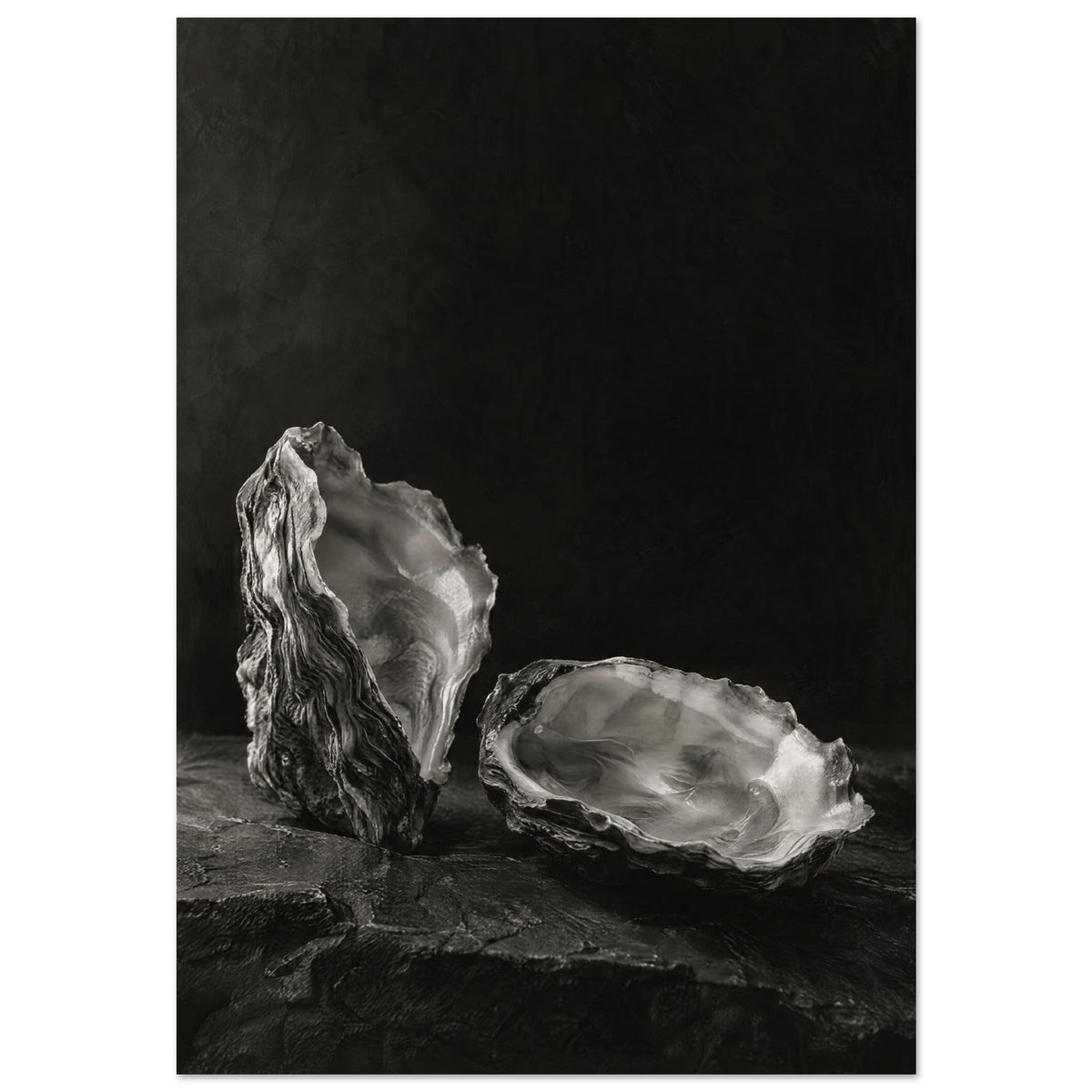Oyster Light, two open oyster shells on dark slate with pale interiors and sharply lit ridges beneath a broad area of shadow.