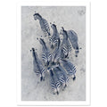 Zebra herd viewed from above, with deep blue-toned stripes against pale grey textured ground.