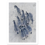Zebra herd viewed from above, with deep blue-toned stripes against pale grey textured ground.