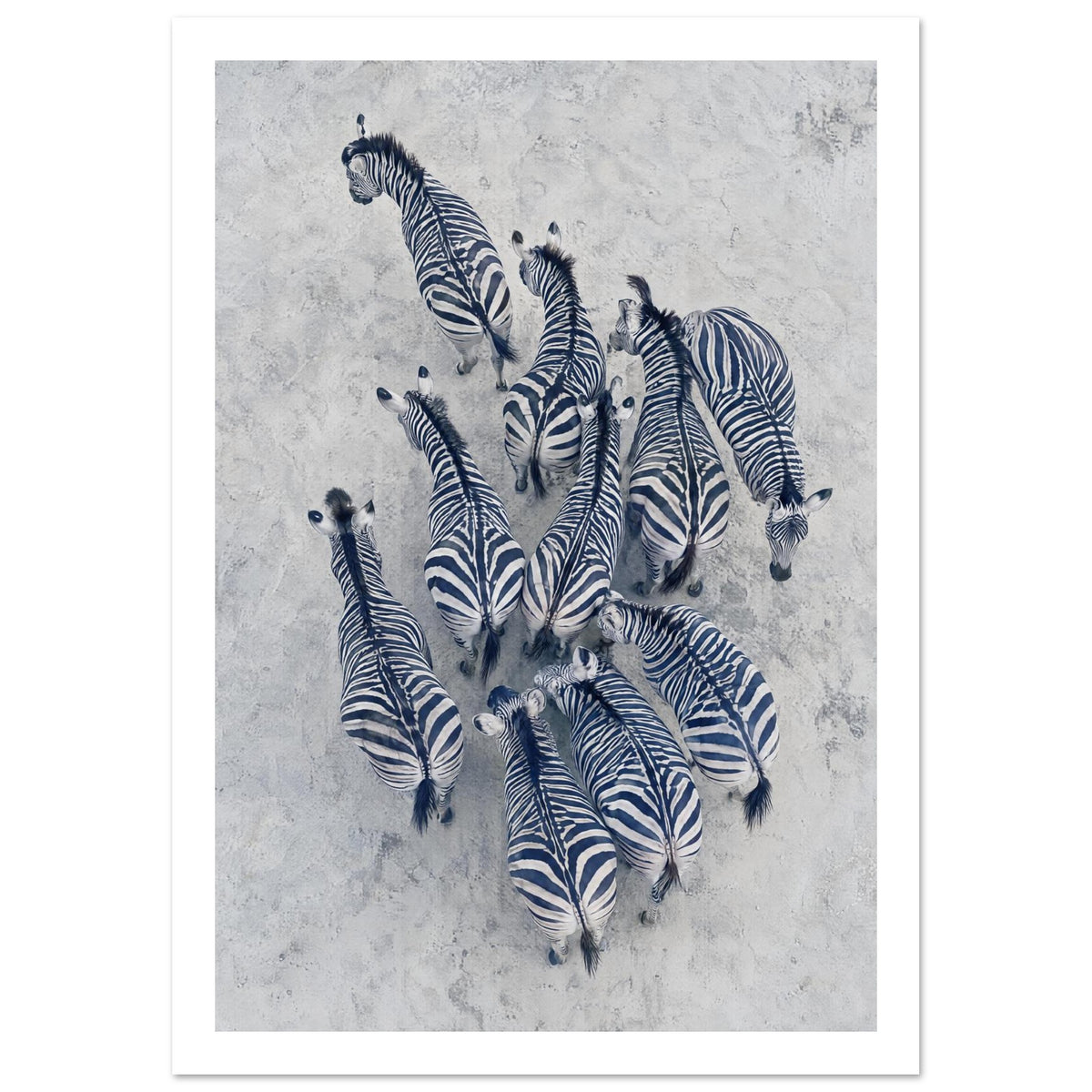 Zebra herd viewed from above, with deep blue-toned stripes against pale grey textured ground.