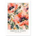 Oriental Poppy Coral Botanical Art Print – White Border