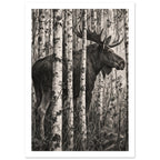Moose Among Birch Trees Art Print – White Border
