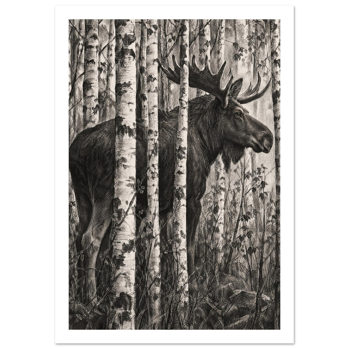 Moose Among Birch Trees Art Print – White Border