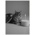 cat art print for the living room, soft painterly artwork on matte paper
