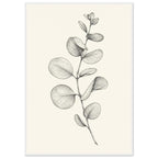 Eucalyptus stem with rounded leaves, fine veins and shaded folds drawn in black and grey on a cream background.