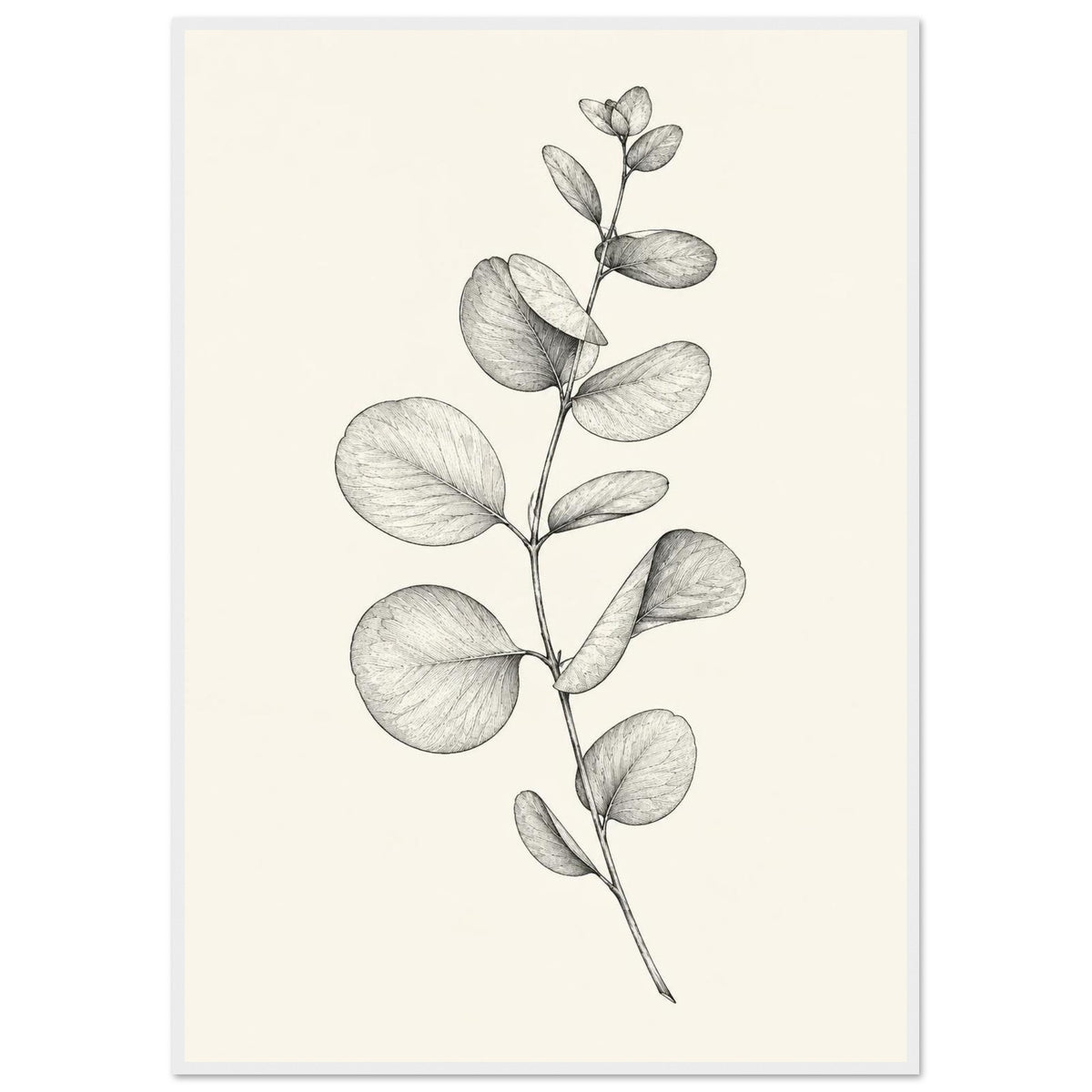 Eucalyptus stem with rounded leaves, fine veins and shaded folds drawn in black and grey on a cream background.