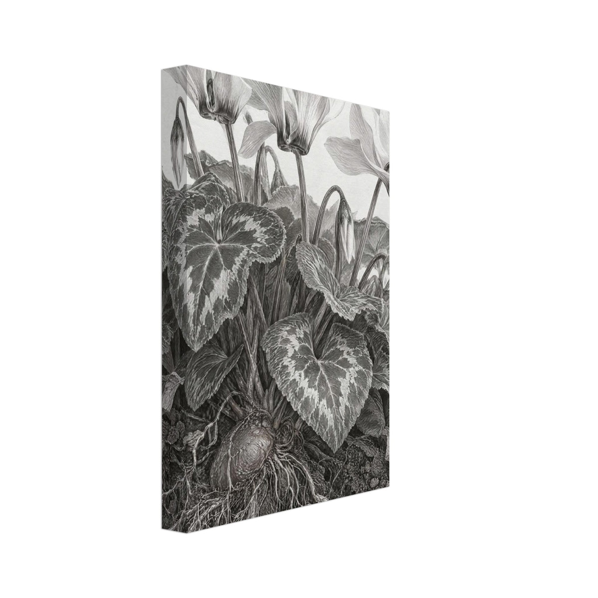 Cyclamen pencil drawing with swept-back flowers, patterned heart-shaped leaves, an exposed tuber and branching roots.