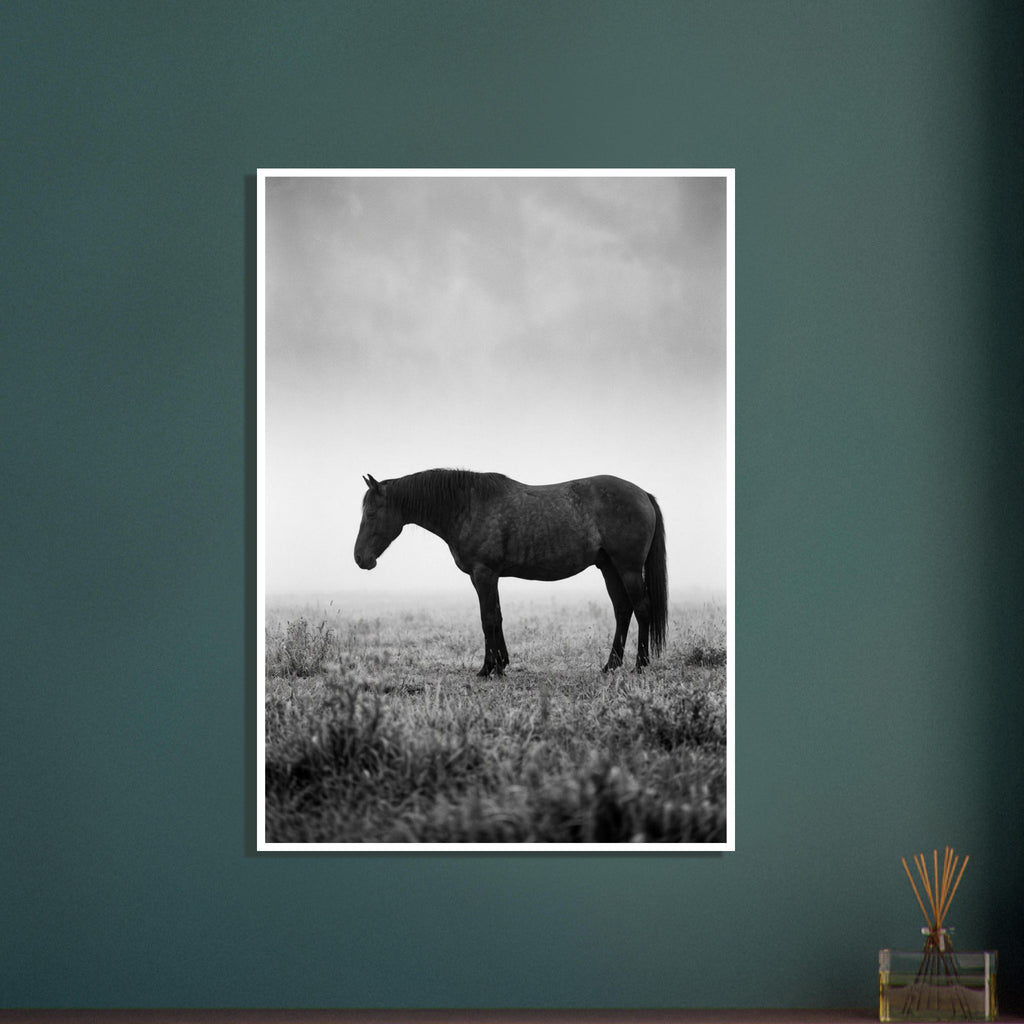 Dark horse standing in profile in a grassy field, with pale mist behind it, photographed in black and white.