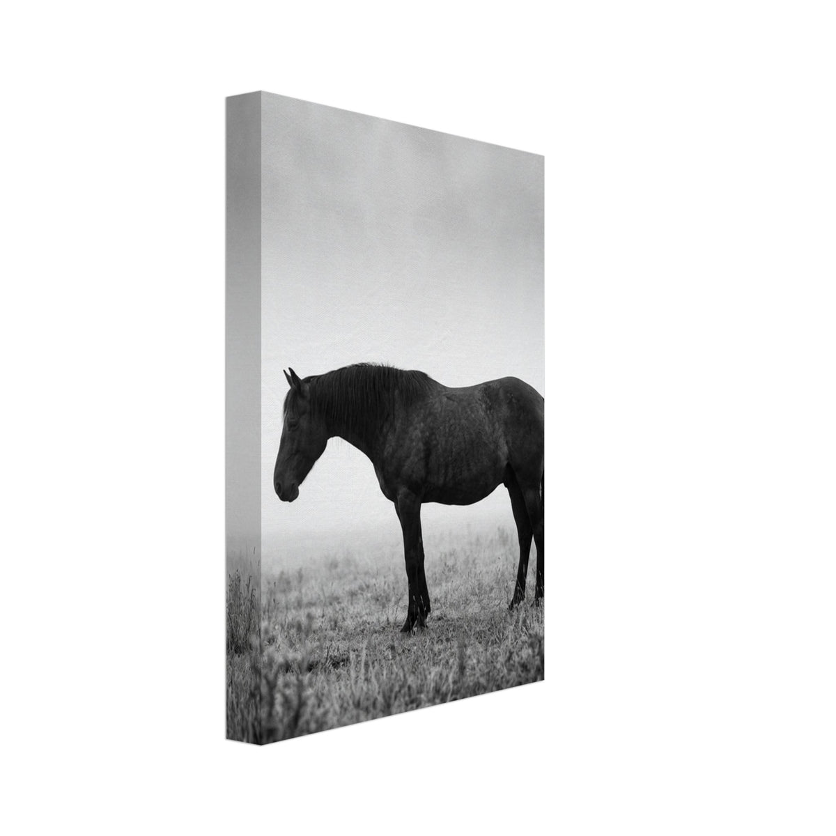 Horse Black And White Art Print – Canvas