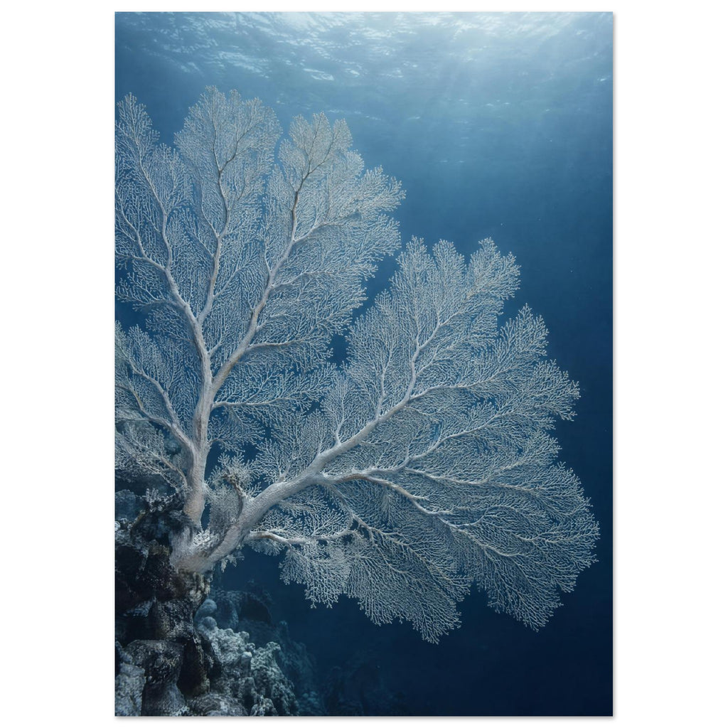 Pale sea fan coral branching across deep blue water above a rocky reef, with sunlight filtering through the surface.