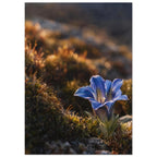 Blue flower growing among moss and rocks, with warm sunlight and a dark, softly blurred background.