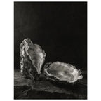 Oyster Light, two open oyster shells on dark slate with pale interiors and sharply lit ridges beneath a broad area of shadow.