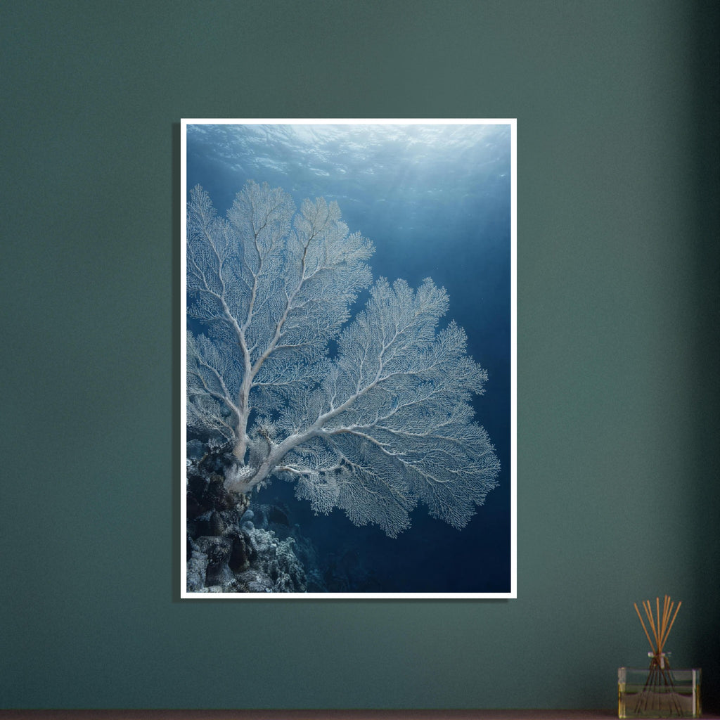 Pale sea fan coral branching across deep blue water above a rocky reef, with sunlight filtering through the surface.
