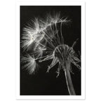 Salsify Seed Head Monochrome Art Print – White Border