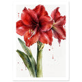 Red amaryllis flowers with shaded petals, pale stamens and long green leaves in watercolour on white with paint splashes.