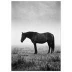 Horse Black And White Art Print