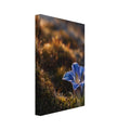 Blue flower growing among moss and rocks, with warm sunlight and a dark, softly blurred background.