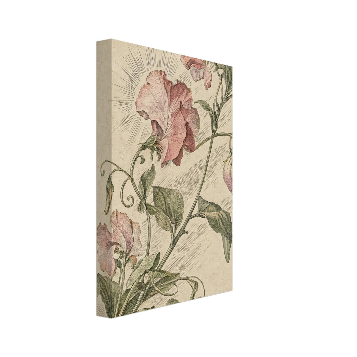 Pink sweet pea flowers with green leaves and curling tendrils, finely illustrated on a mottled cream background.