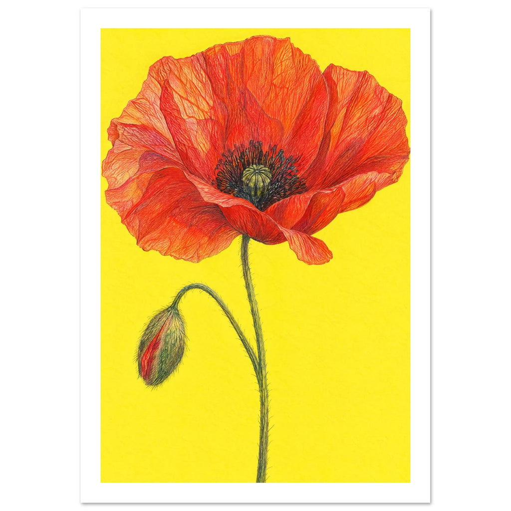 Red-orange poppy with finely lined petals, a green stem and drooping bud against a bright yellow background.