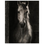 Horse in Half-Light, a frontal horse portrait emerging from a dark doorway with light tracing one ear and its mane.