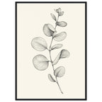 Eucalyptus stem with rounded leaves, fine veins and shaded folds drawn in black and grey on a cream background.