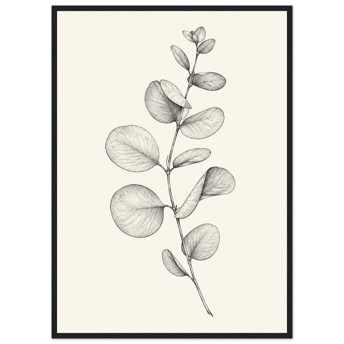 Eucalyptus stem with rounded leaves, fine veins and shaded folds drawn in black and grey on a cream background.