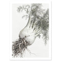 Fennel bulbs with exposed roots and feathery grey-green foliage arranged diagonally against an off-white background.