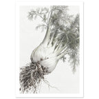 Fennel bulbs with exposed roots and feathery grey-green foliage arranged diagonally against an off-white background.