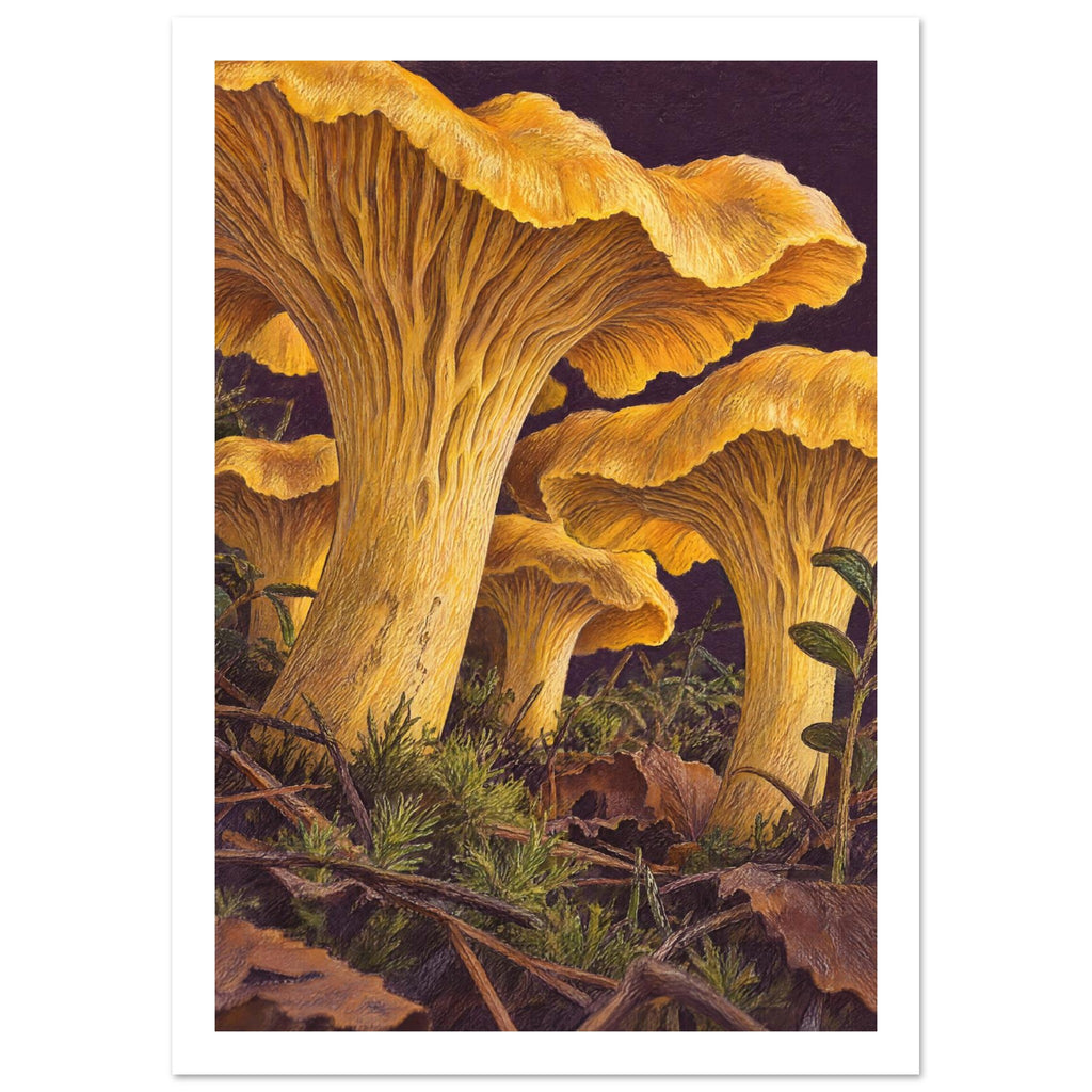 Golden chanterelle mushrooms seen from below, with ridged undersides above moss, twigs and brown leaves.