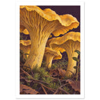 Golden chanterelle mushrooms seen from below, with ridged undersides above moss, twigs and brown leaves.