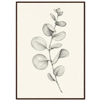 Eucalyptus stem with rounded leaves, fine veins and shaded folds drawn in black and grey on a cream background.