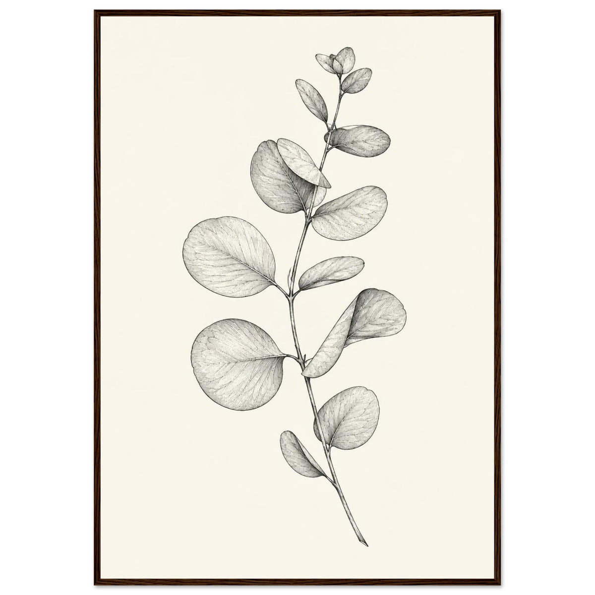 Eucalyptus stem with rounded leaves, fine veins and shaded folds drawn in black and grey on a cream background.