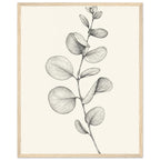 Eucalyptus stem with rounded leaves, fine veins and shaded folds drawn in black and grey on a cream background.