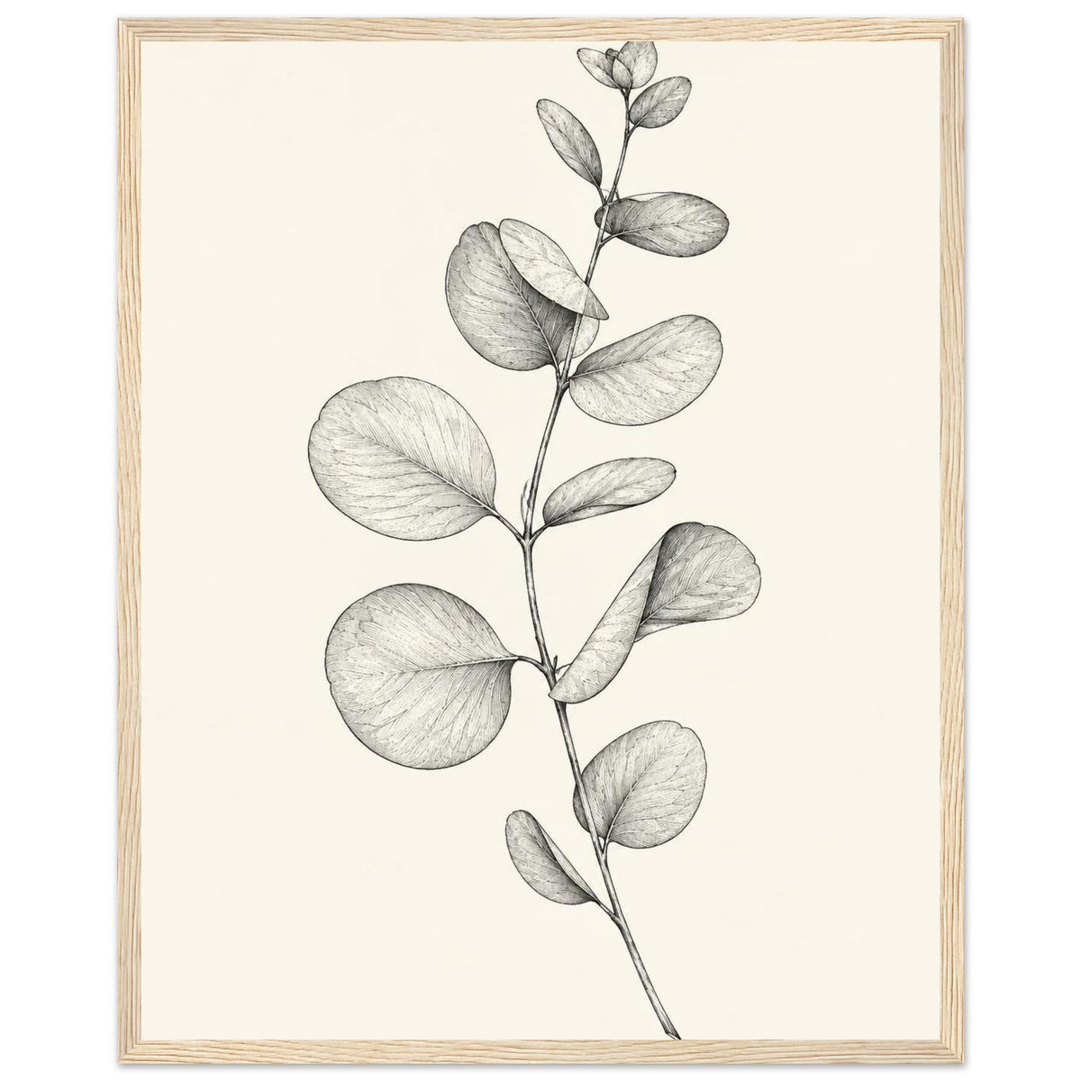 Eucalyptus stem with rounded leaves, fine veins and shaded folds drawn in black and grey on a cream background.