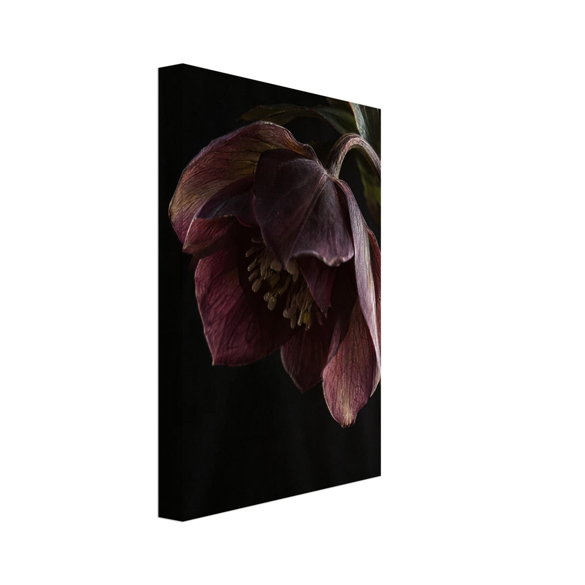 Burgundy hellebore flower with veined petals, pale stamens and an arching stem against an almost black background.