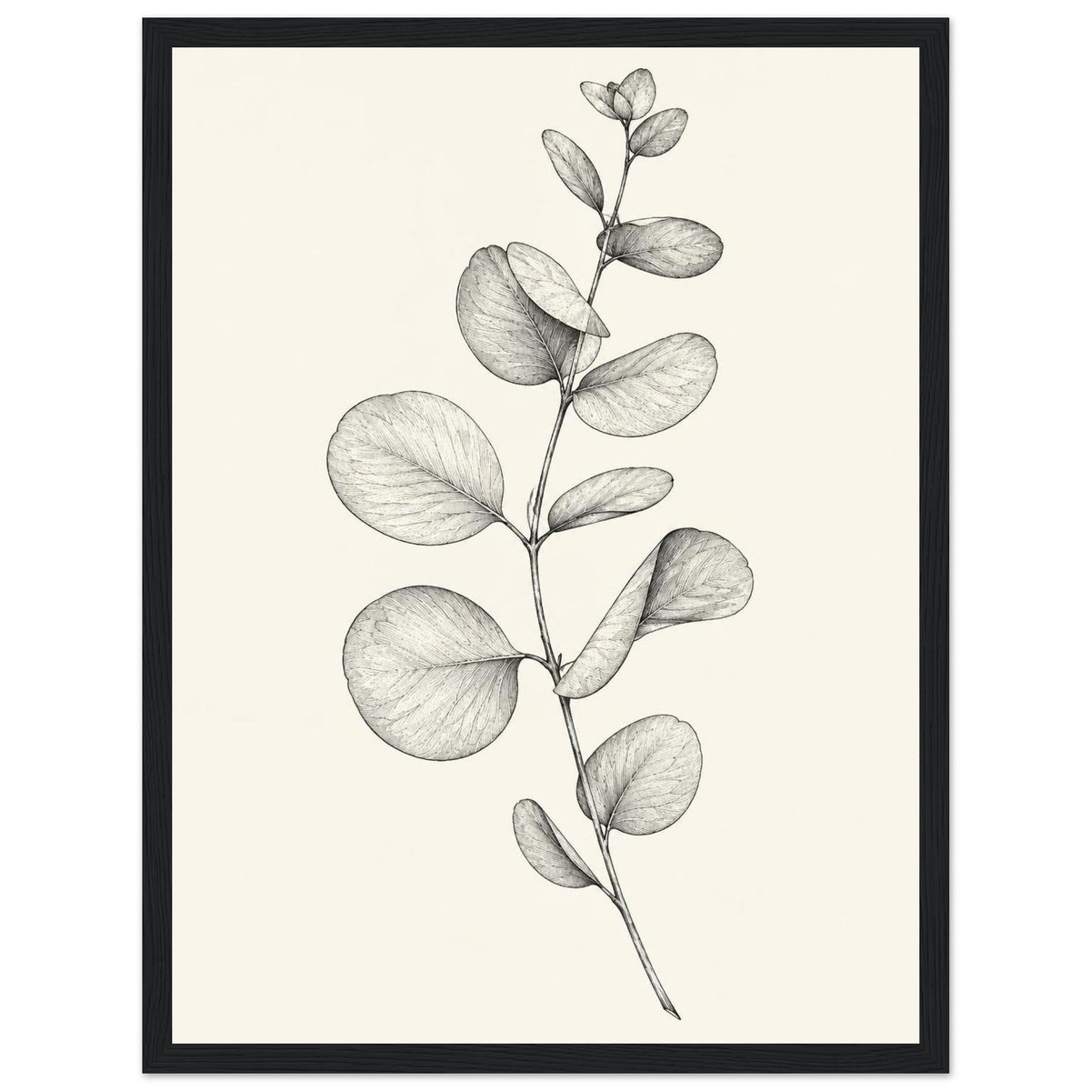 Eucalyptus stem with rounded leaves, fine veins and shaded folds drawn in black and grey on a cream background.
