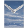 Snowy owl flying towards the viewer with wings spread against a blue, cloudy sky above snow-covered mountains.