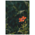 Scarlet flower on a slender stem with green leaves and unopened buds against a dark, softly blurred foliage background.