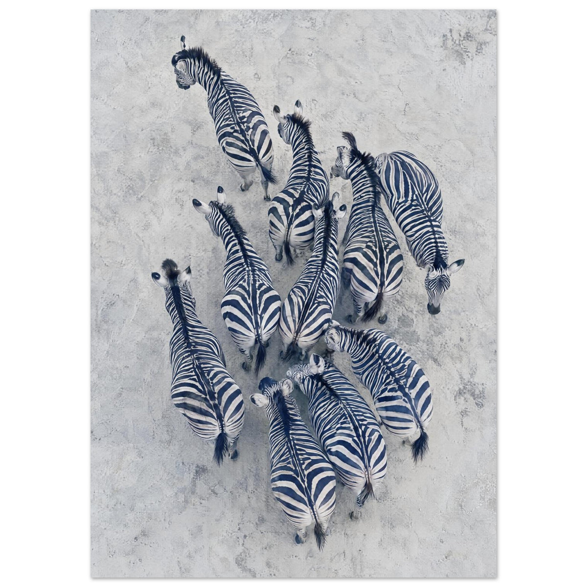 Zebra Herd Aerial Art Print
